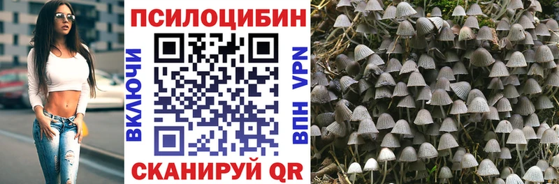 купить закладку Куйбышев Псилоцибиновые грибы Psilocybe